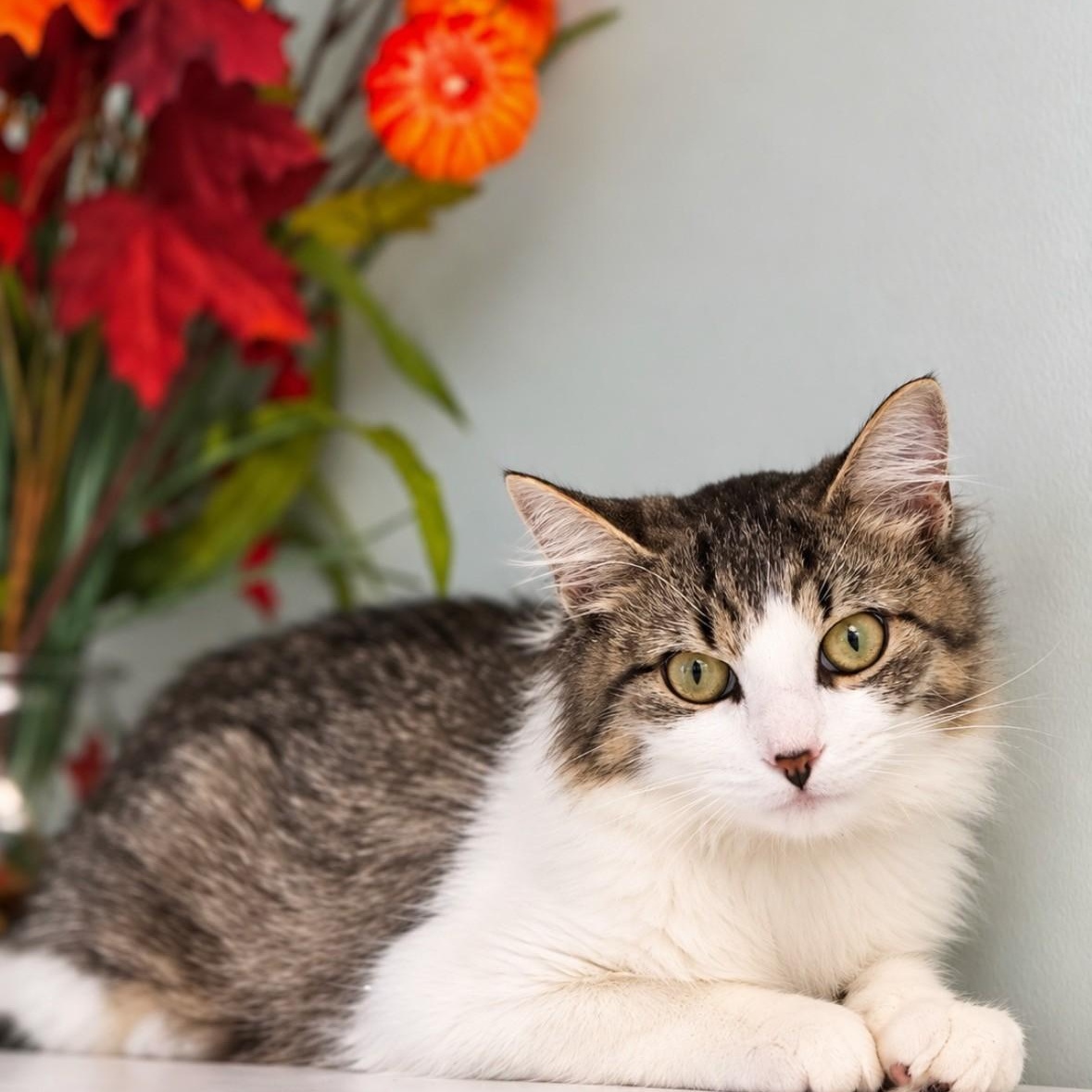 Berry, Adoptable, Young Female Domestic Long Hair.