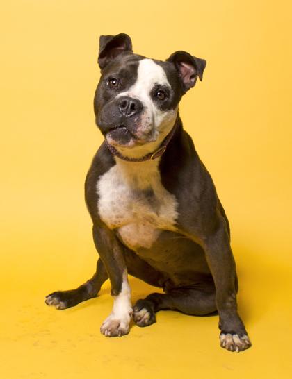 Cora, a Adoptable mixed breed in Santa Paula, CA image 1/3