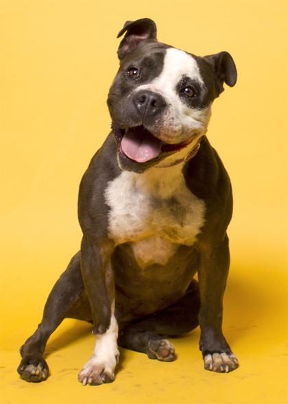 Cora, a Adoptable mixed breed in Santa Paula, CA image 2/3