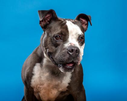 Cora, a Adoptable mixed breed in Santa Paula, CA image 3/3