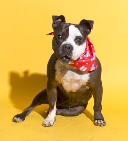 Enlarge Cora, a Adoptable mixed breed in Santa Paula, CA image 2/3