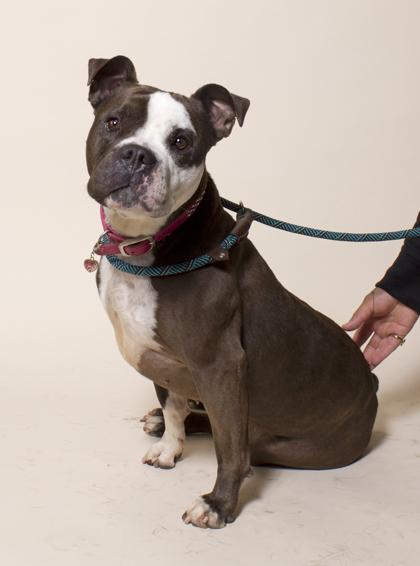 Enlarge Cora, a Adoptable mixed breed in Santa Paula, CA image 3/3