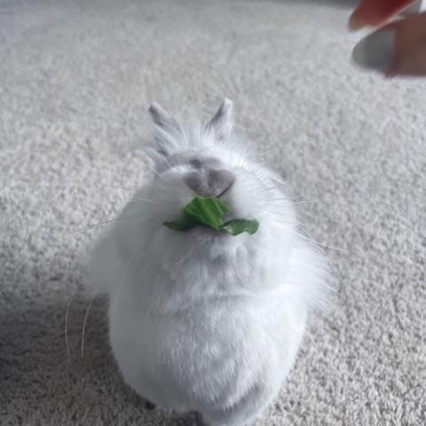 Enlarge Skittles, a Adoptable mixed breed in Laurens, SC image 4/6