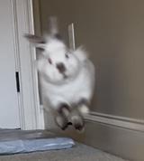 Enlarge Skittles, a Adoptable mixed breed in Laurens, SC image 2/6