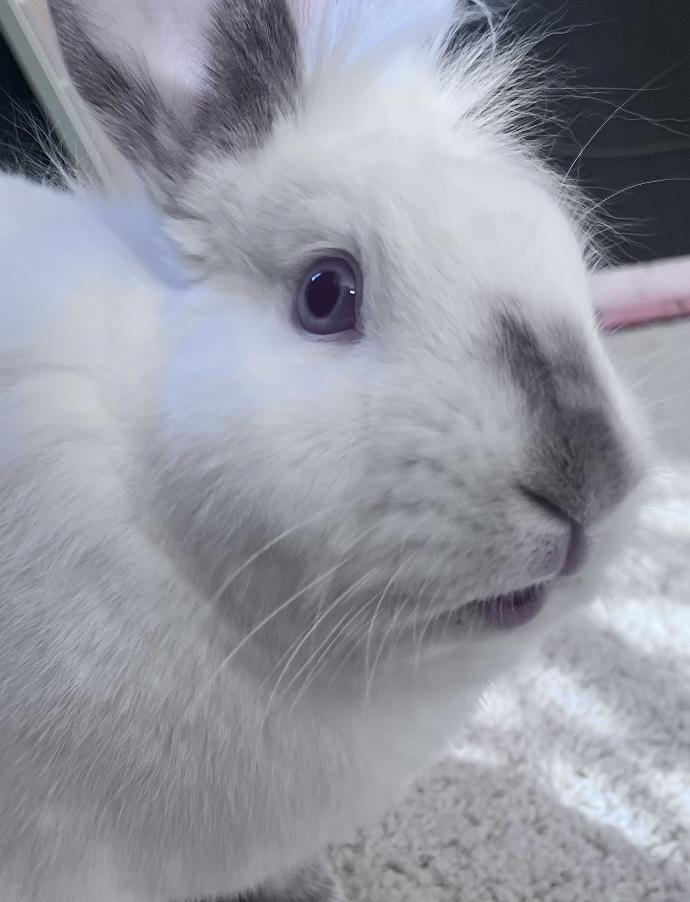 Enlarge Skittles, a Adoptable mixed breed in Laurens, SC image 3/6