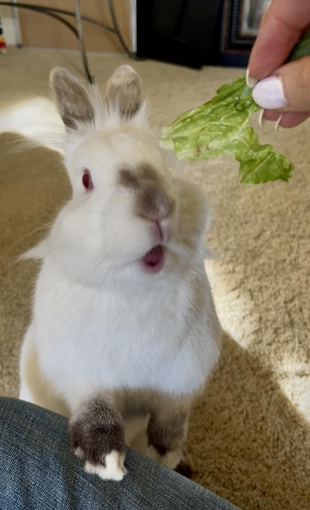 Enlarge Skittles, a Adoptable mixed breed in Laurens, SC image 5/6