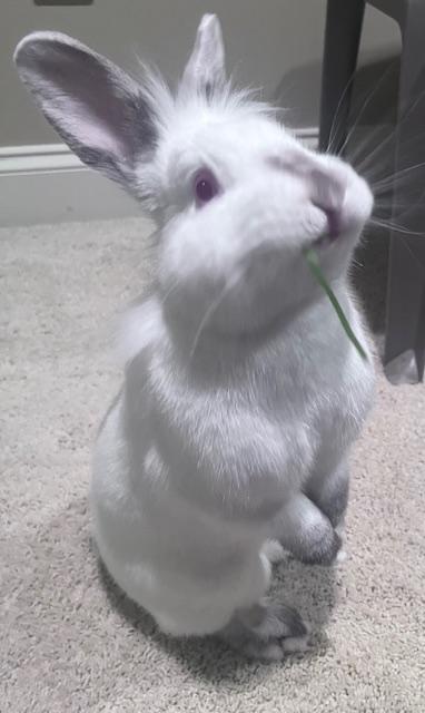 Enlarge Skittles, a Adoptable mixed breed in Laurens, SC image 1/6