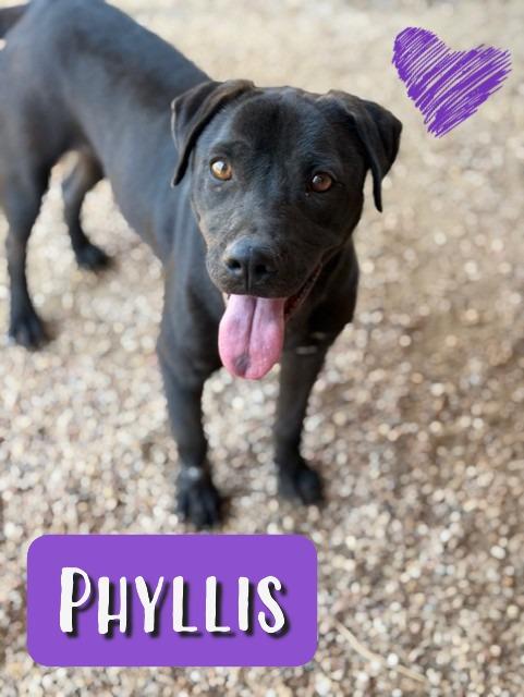 Phyllis, Adoptable, Young Female Labrador Retriever.