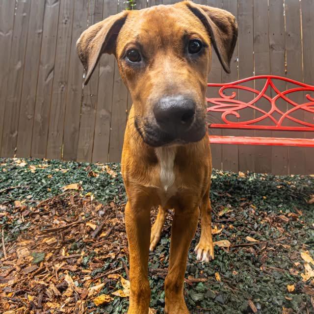 Enlarge Airwolf, a Adoptable Mixed Breed in Decatur, GA image 1/6