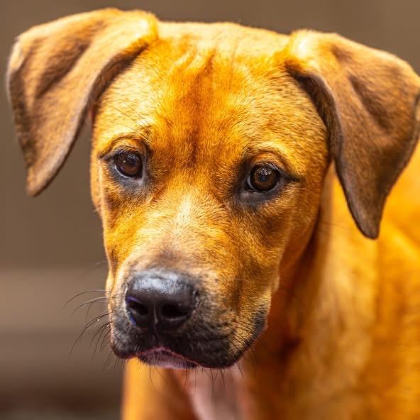 Enlarge Airwolf, a Adoptable Mixed Breed in Decatur, GA image 2/6