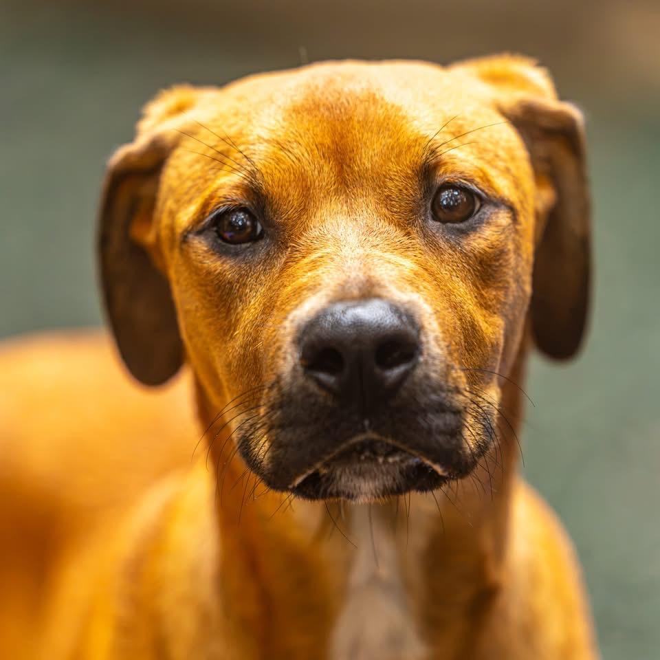 Enlarge Airwolf, a Adoptable Mixed Breed in Decatur, GA image 3/6