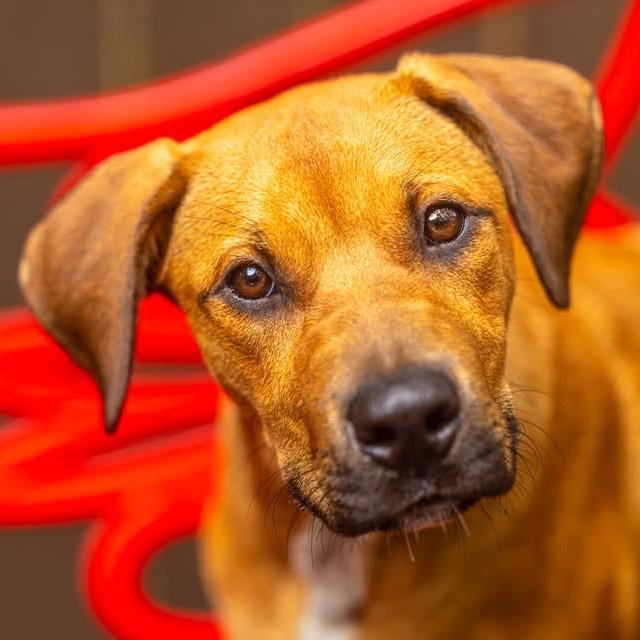 Enlarge Airwolf, a Adoptable Mixed Breed in Decatur, GA image 4/6