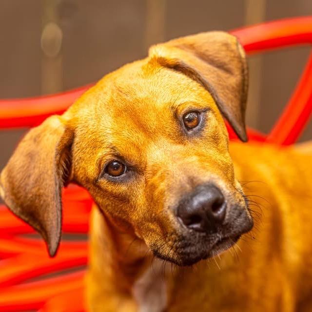 Enlarge Airwolf, a Adoptable Mixed Breed in Decatur, GA image 5/6