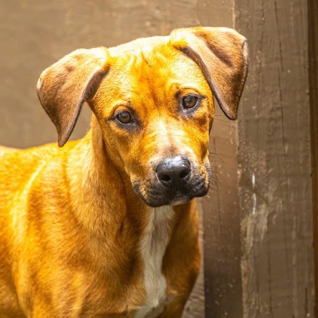 Enlarge Airwolf, a Adoptable Mixed Breed in Decatur, GA image 6/6