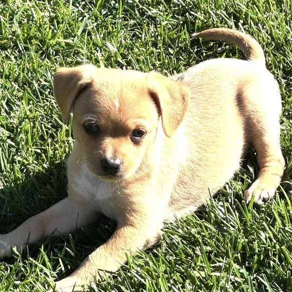 Enlarge Jael, a ADOPTABLE mixed breed in Santa Rosa, CA image 1/2