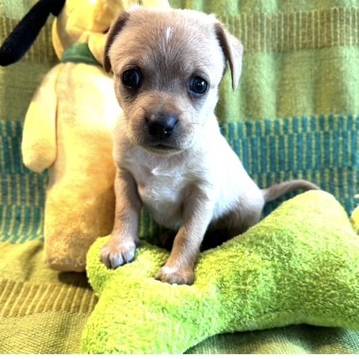 Enlarge Jael, a ADOPTABLE mixed breed in Santa Rosa, CA image 2/2