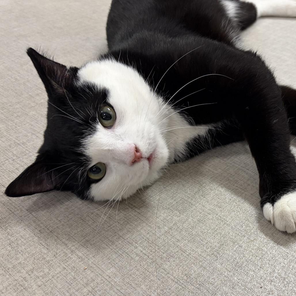 26-164 Soda Pop, a Adoptable Domestic Short Hair in North Branford, CT image 1/2