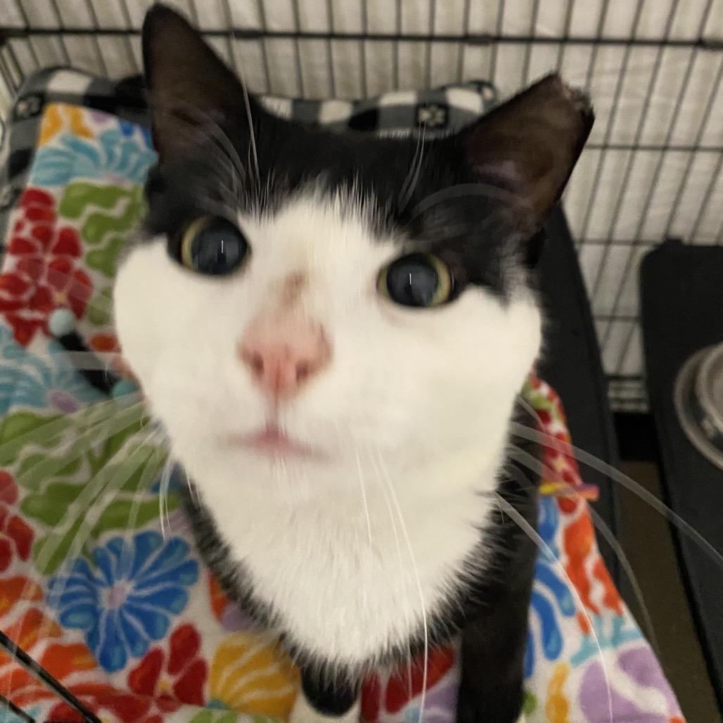 26-164 Soda Pop, Adoptable, Adult Male Domestic Short Hair.