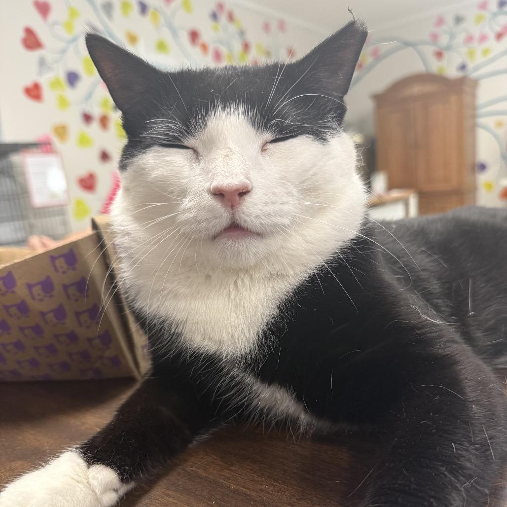 26-164 Soda Pop, a Adoptable Domestic Short Hair in North Branford, CT image 2/2