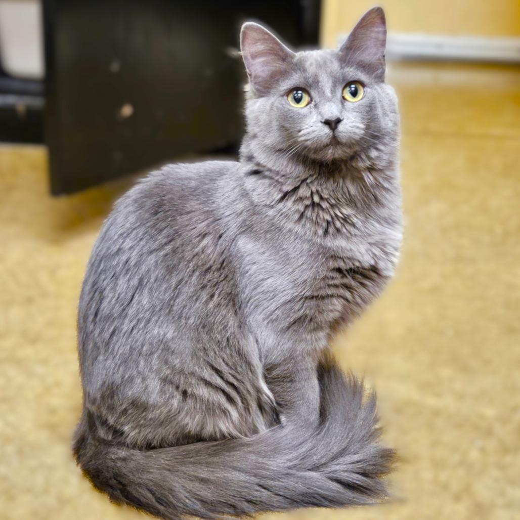 Celaena — thumbnail 3