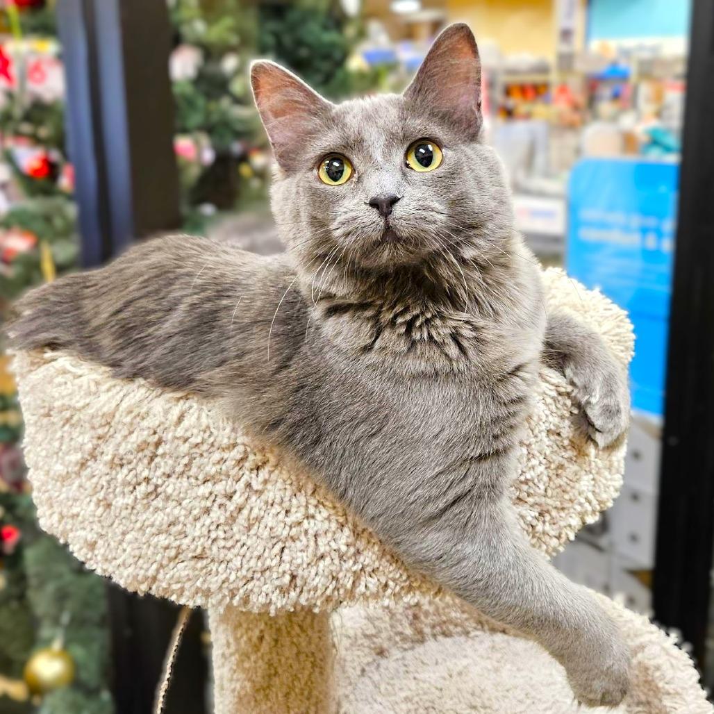 Celaena — thumbnail 4