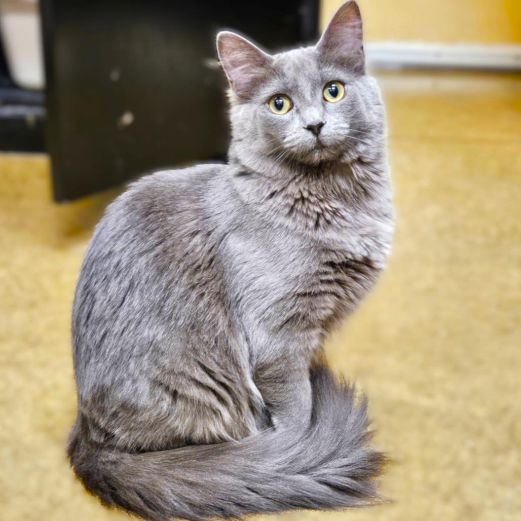 Celaena — thumbnail 5