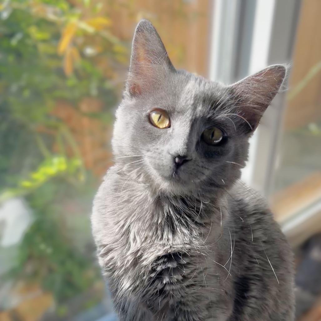 Celaena — thumbnail 6