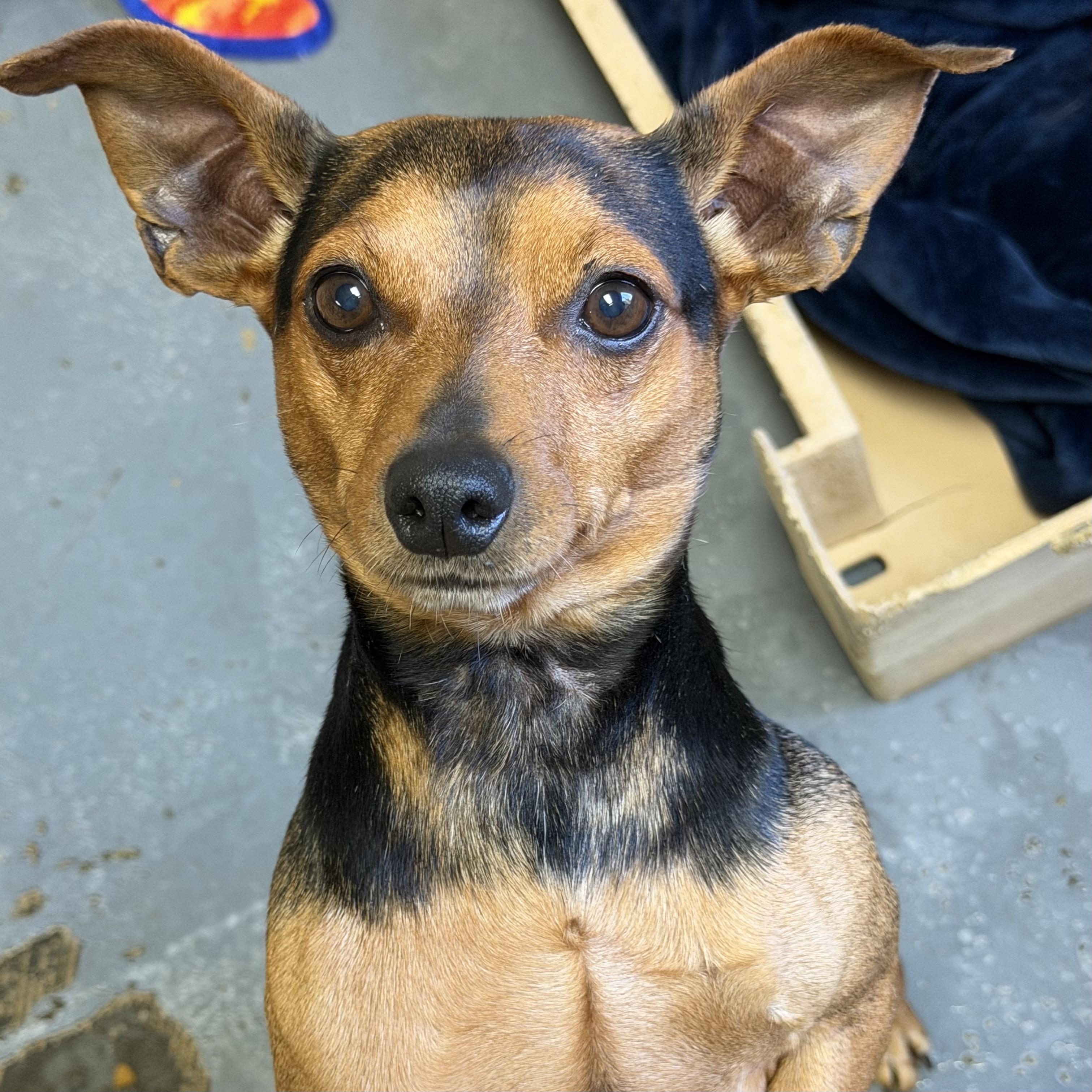 Enlarge Rocco, a Adoptable mixed breed in Toronto, ON image 3/6