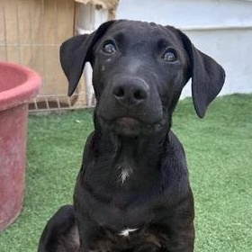 Enlarge Obi-Wan, an adopted mixed breed in Victoria, BC image 4/6