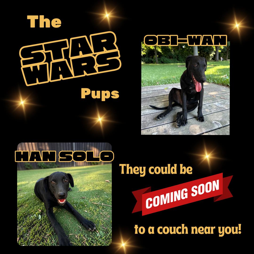 Enlarge Obi-Wan, an adopted mixed breed in Victoria, BC image 6/6