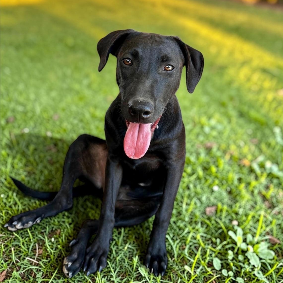 Enlarge Obi-Wan, an adopted mixed breed in Victoria, BC image 3/6