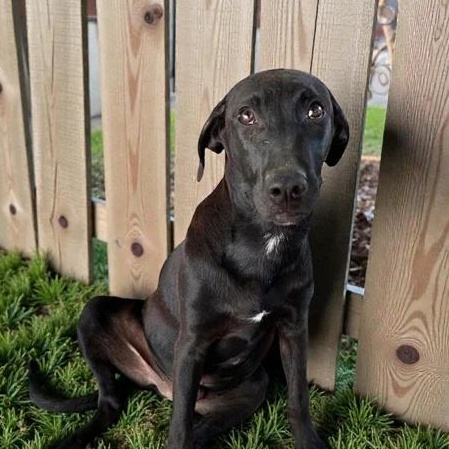 Enlarge Obi-Wan, an adopted mixed breed in Victoria, BC image 5/6