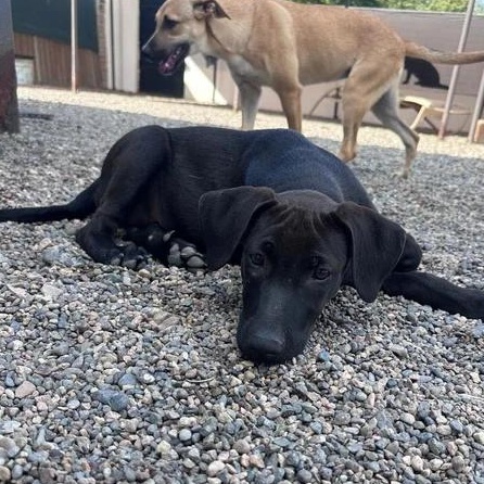 Enlarge Obi-Wan, an adopted mixed breed in Victoria, BC image 2/6