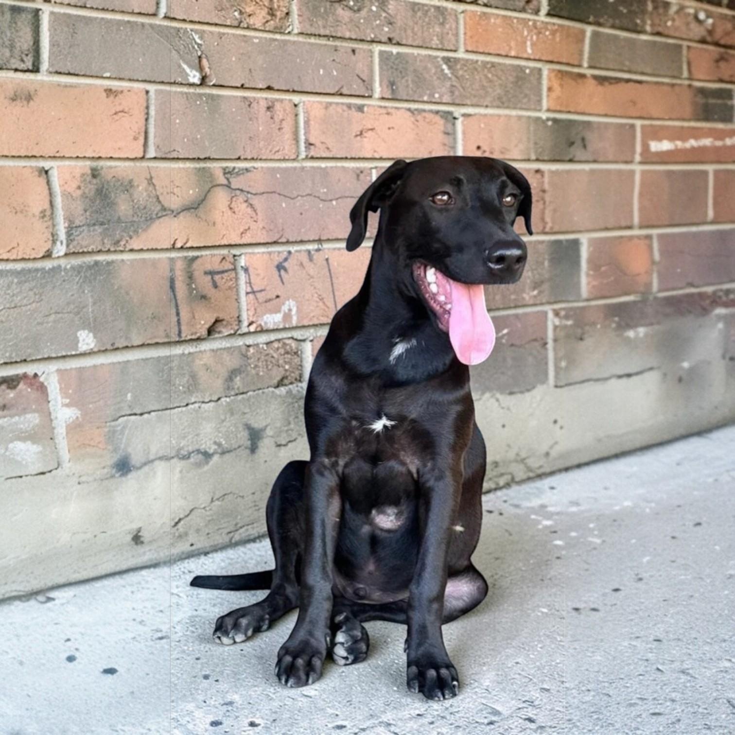 Obi-Wan, adopted, Puppy Male Labrador Retriever.