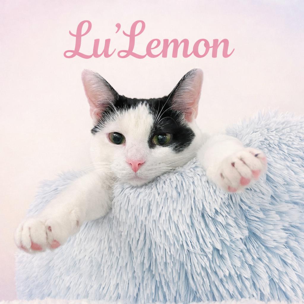 Enlarge Lu'lemon-Your Future Little Shadow, a Adoptable Tuxedo in Hillsboro, TX image 2/5