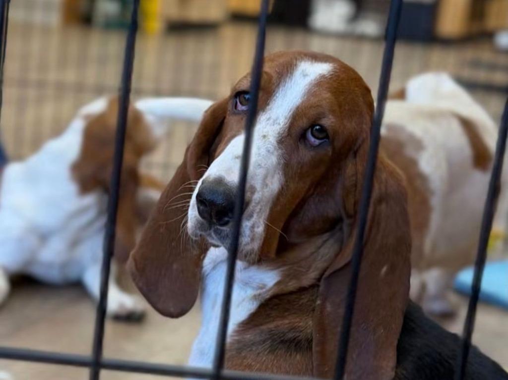 Bam Bam, Adoptable, Young Female Basset Hound.