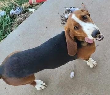 Enlarge Bam Bam, a Adoptable Basset Hound in Salt Lake City, UT image 2/2