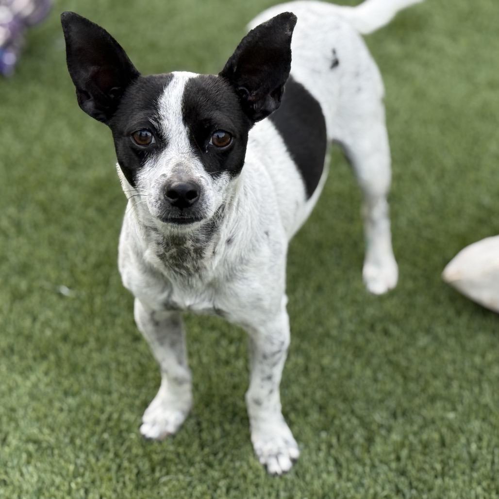 Enlarge Pepper: sweet pup that loves people, a Adoptable mixed breed in San Antonio, TX image 3/5