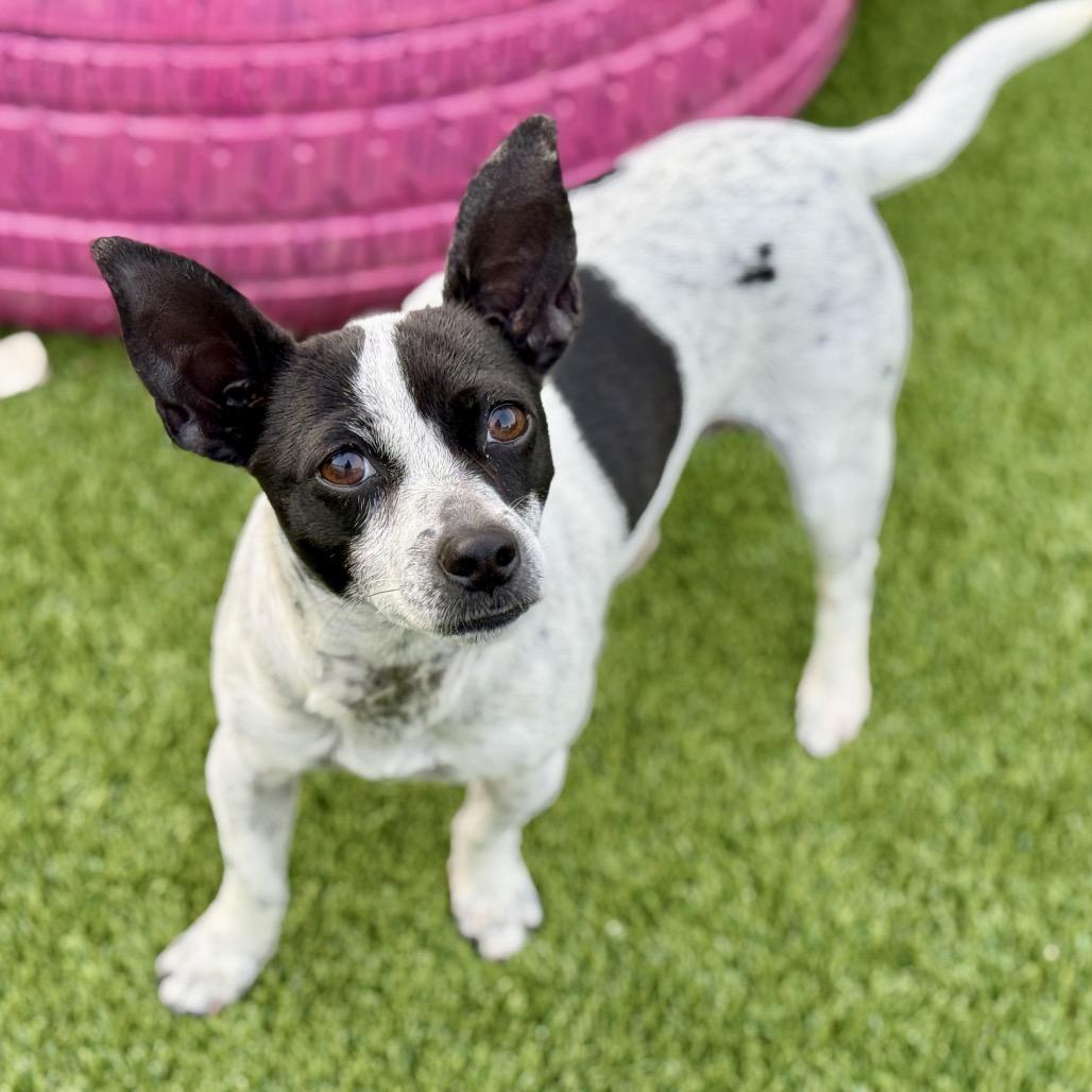 Enlarge Pepper: sweet pup that loves people, a Adoptable mixed breed in San Antonio, TX image 4/5