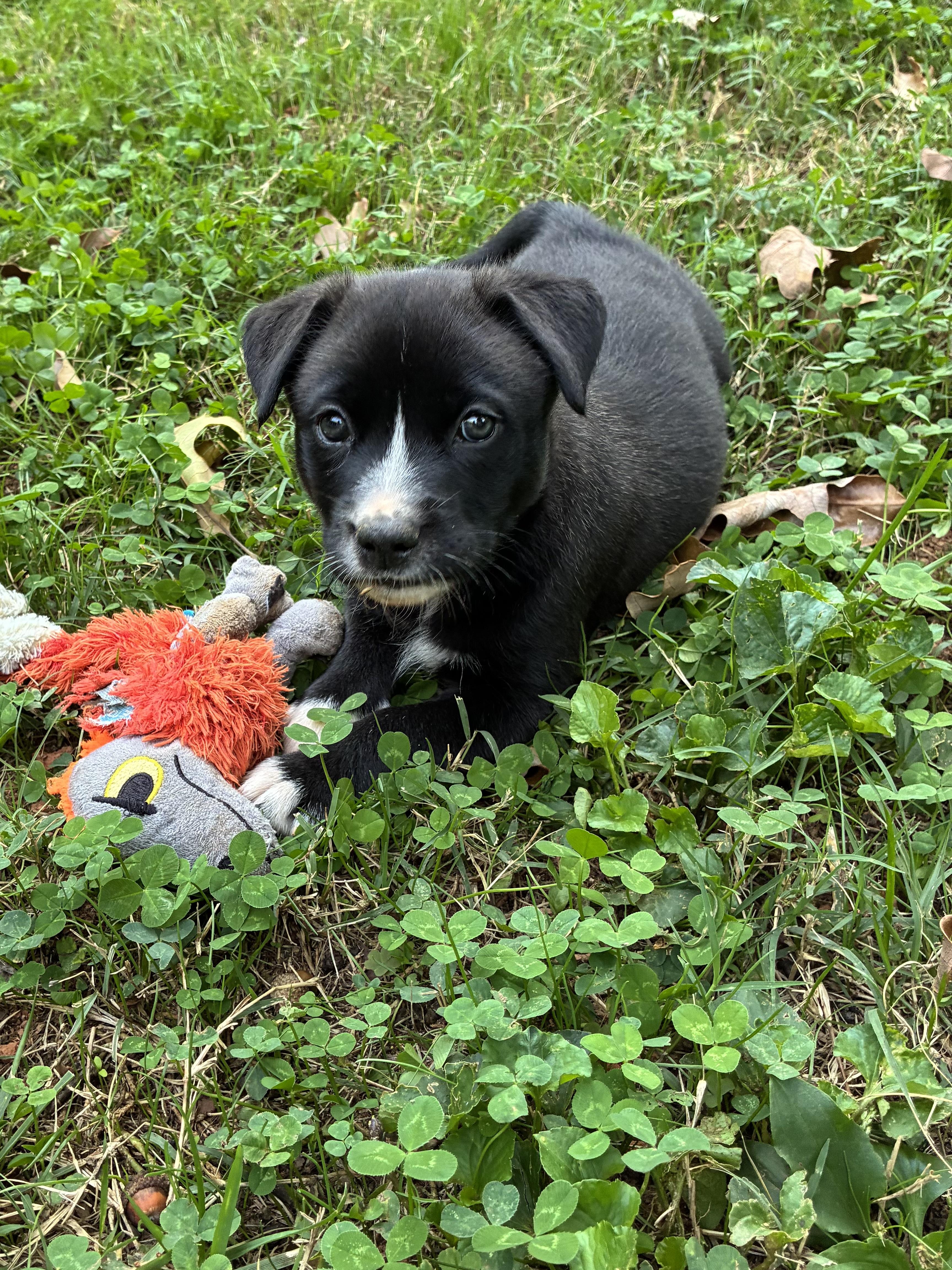 Tillie, Adoptable, Puppy Female Anatolian Shepherd & Basenji.