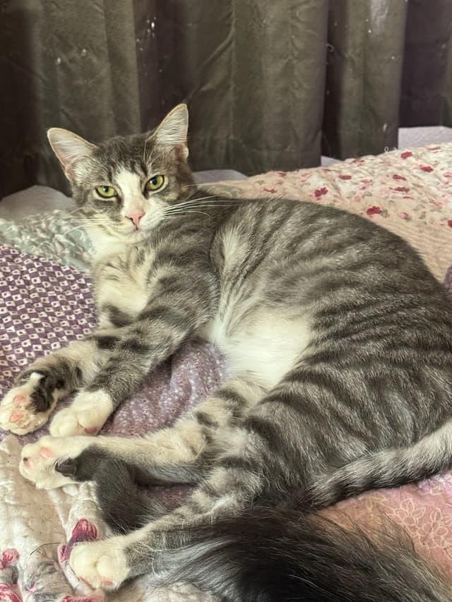 Juanita, Adoptable, Adult Female Domestic Short Hair.