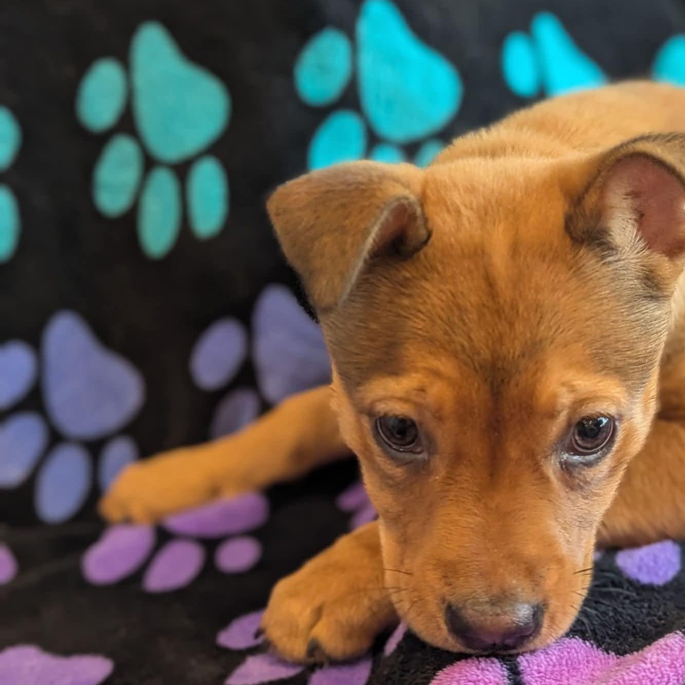 Enlarge Suki, a Adoptable mixed breed in Kentwood, MI image 2/4