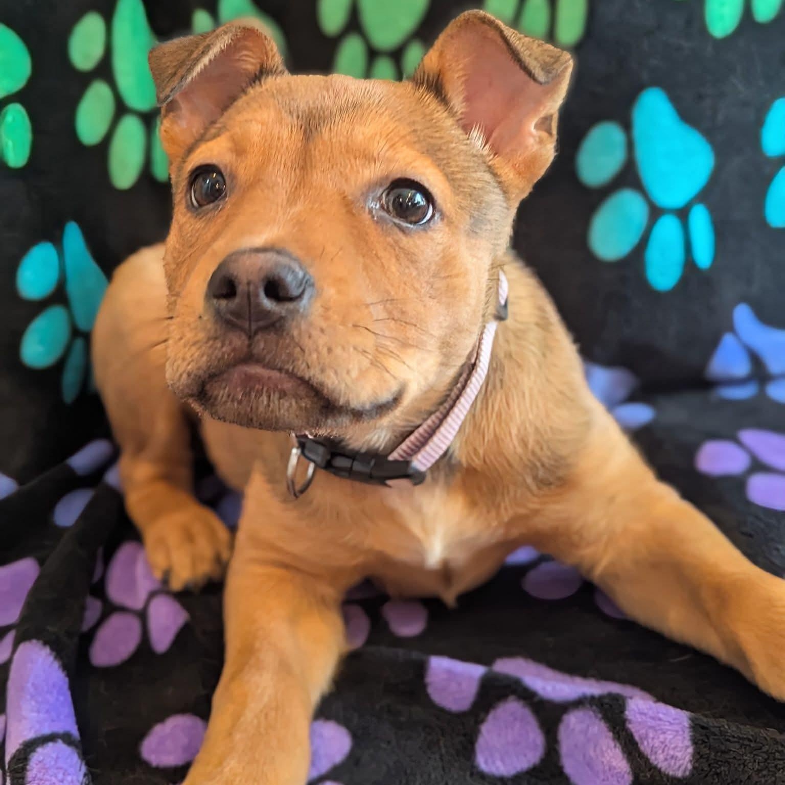 Enlarge Suki, a Adoptable mixed breed in Kentwood, MI image 1/4