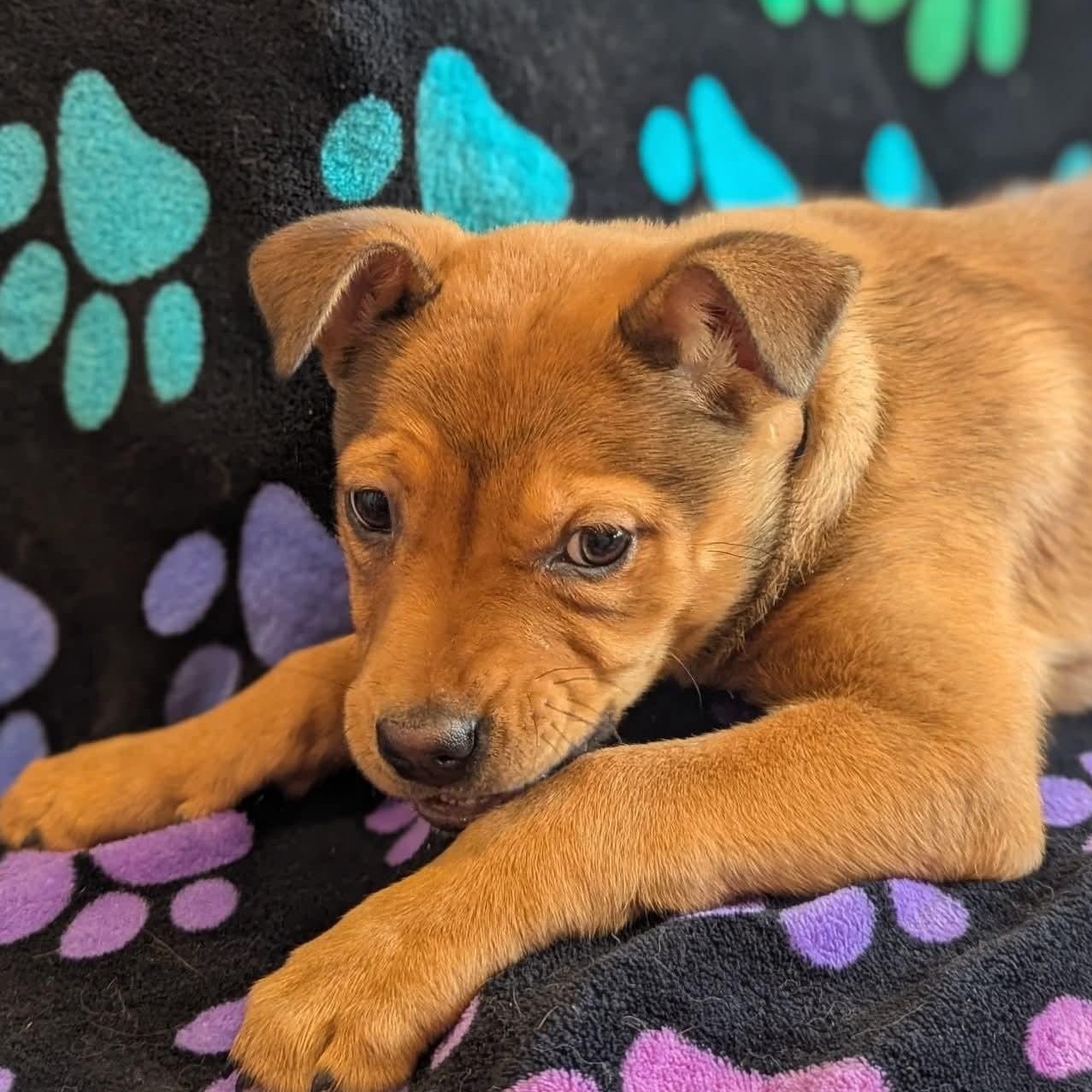 Enlarge Suki, a Adoptable mixed breed in Kentwood, MI image 3/4