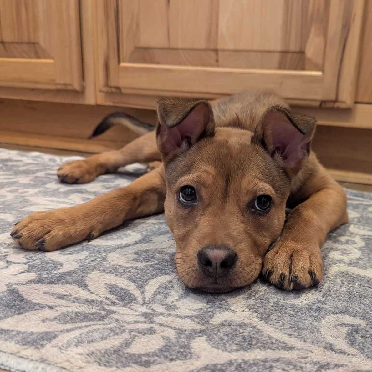 Enlarge Suki, a Adoptable mixed breed in Kentwood, MI image 1/5