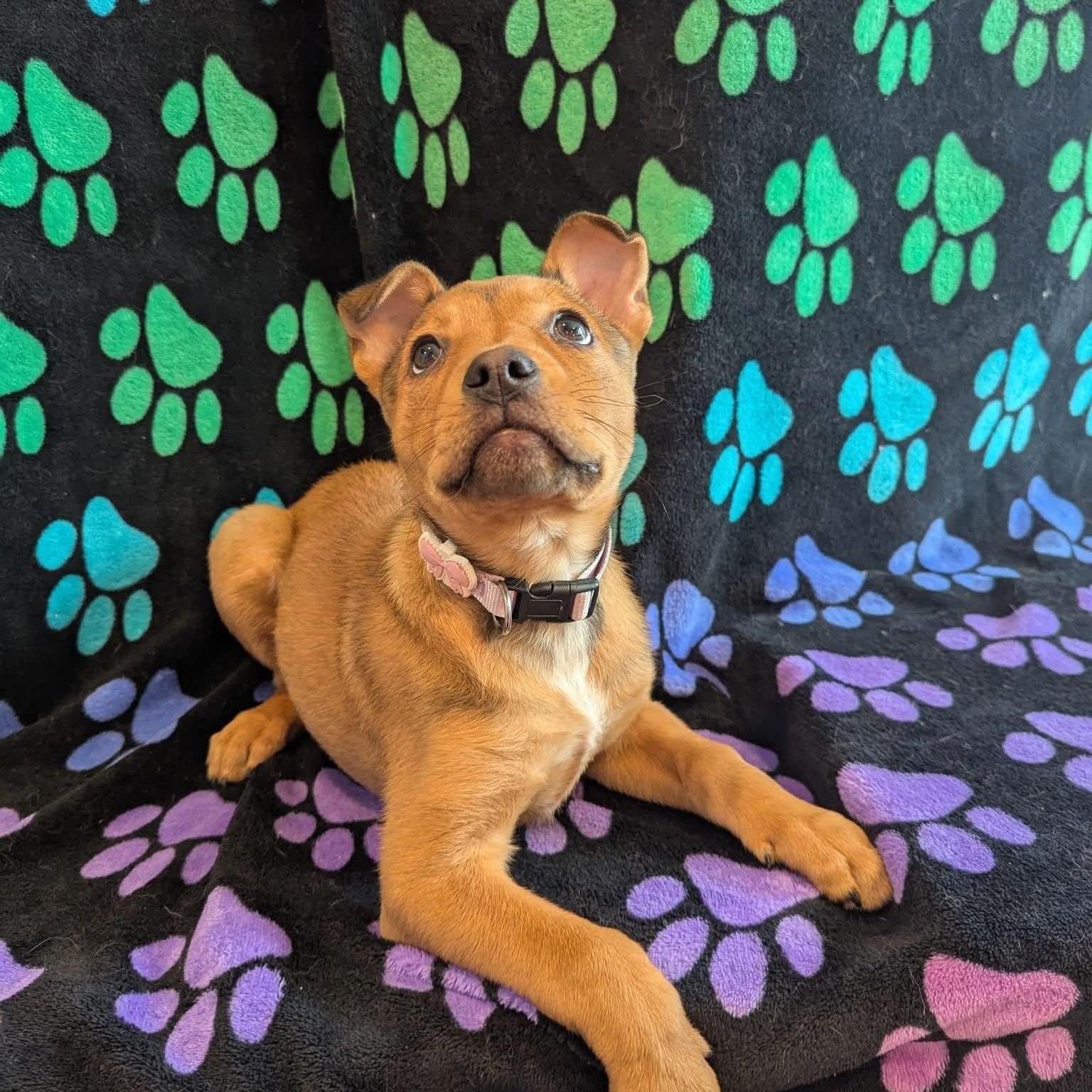 Enlarge Suki, a Adoptable mixed breed in Kentwood, MI image 4/4