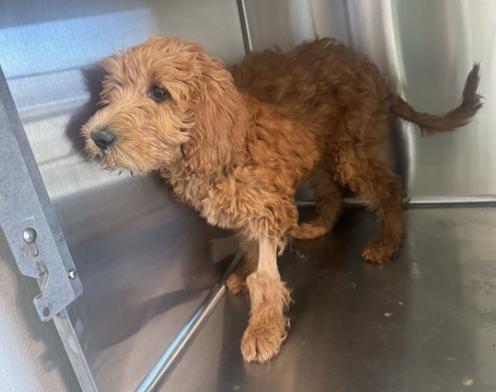 Jingle/Hazel, Adopted, Young Female Golden Retriever.