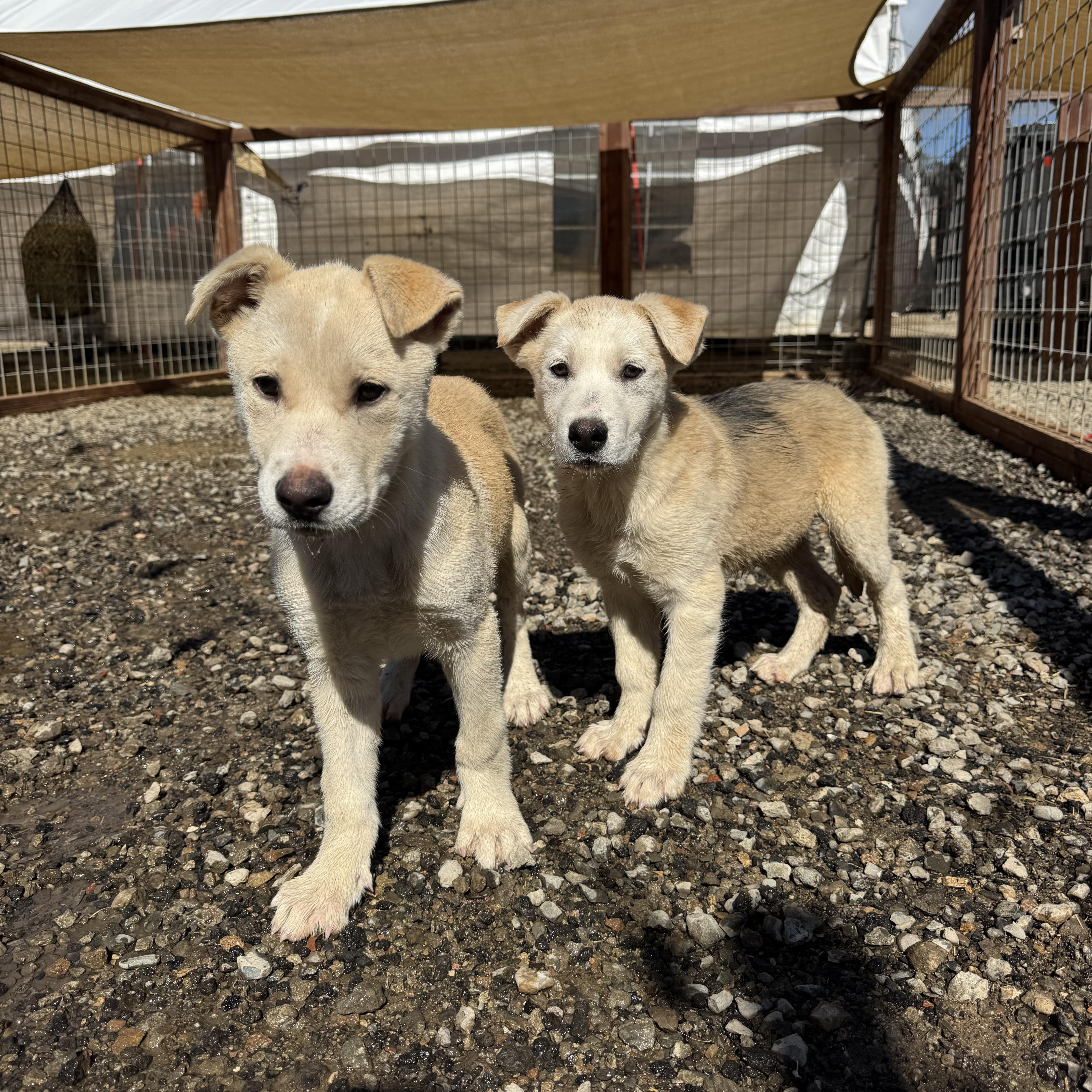 Enlarge Dustin, a ADOPTABLE mixed breed in Aliso Viejo, CA image 5/5