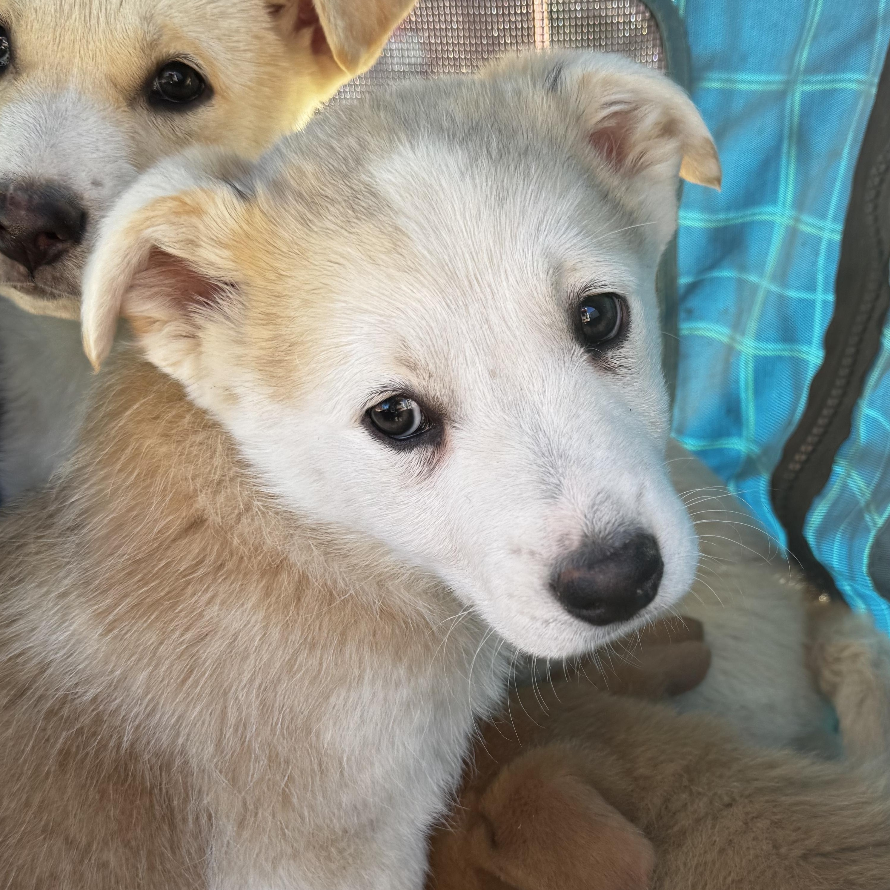 Enlarge Dustin, a ADOPTABLE mixed breed in Aliso Viejo, CA image 1/5