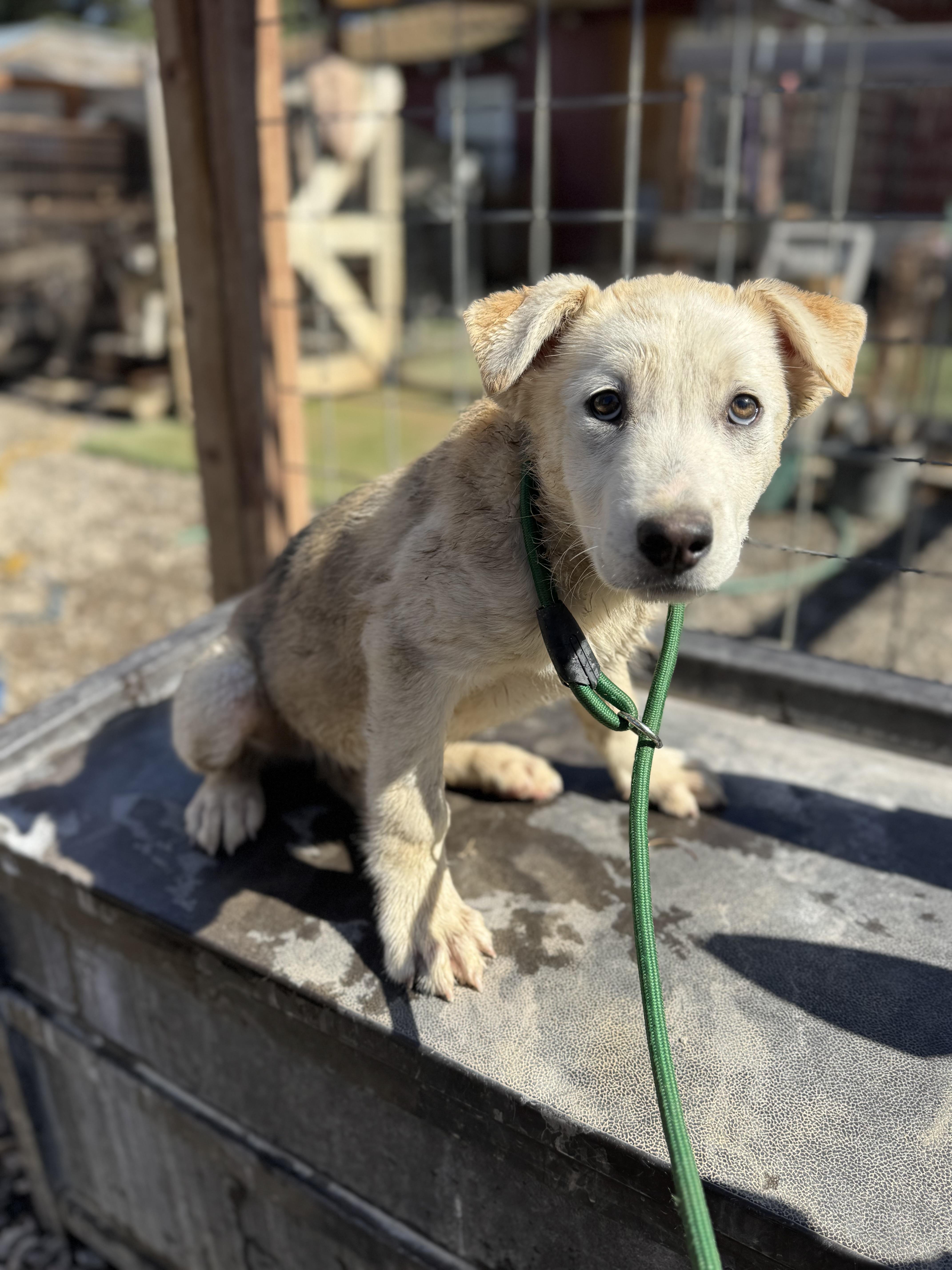 Enlarge Dustin, a ADOPTABLE mixed breed in Aliso Viejo, CA image 4/5
